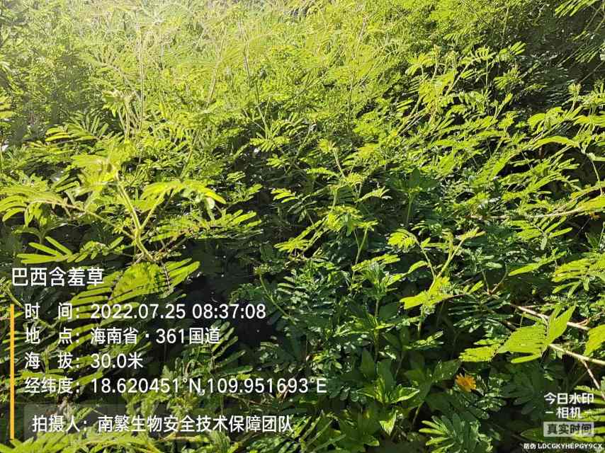 巴西含羞草