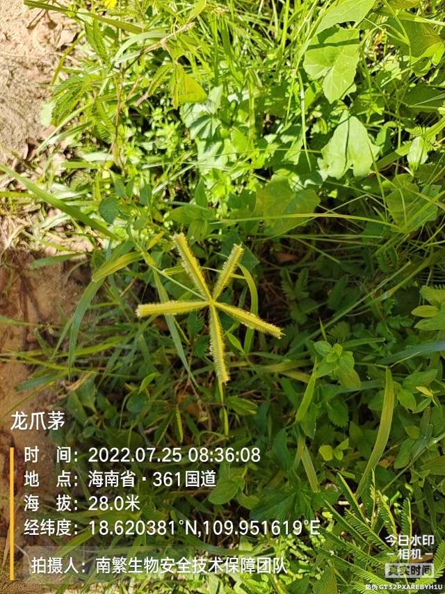 龙爪茅
