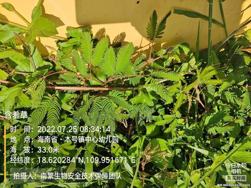 含羞草