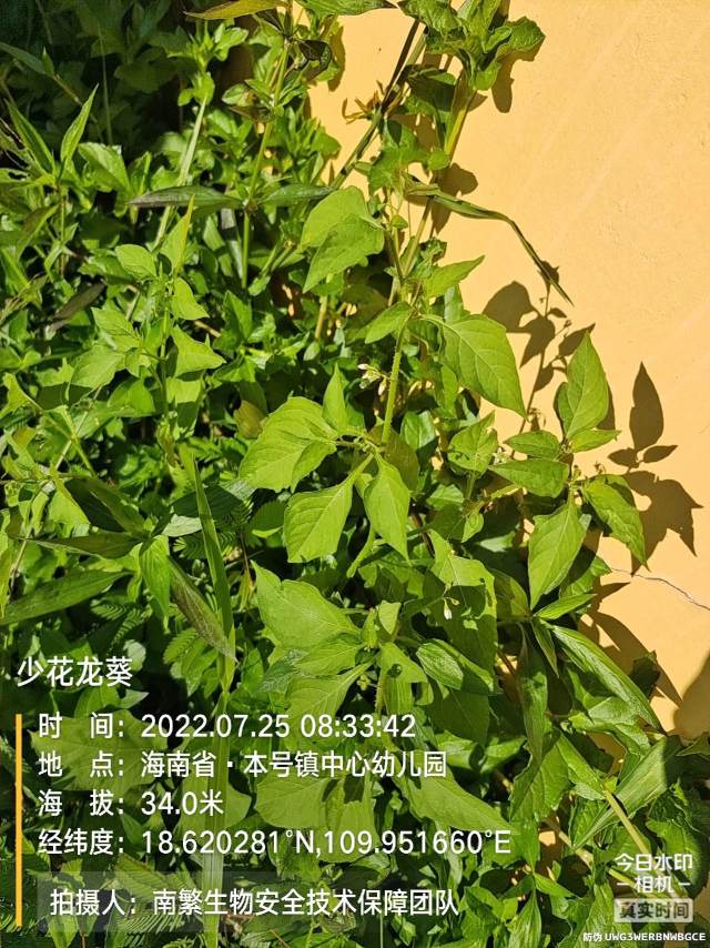 少花龙葵
