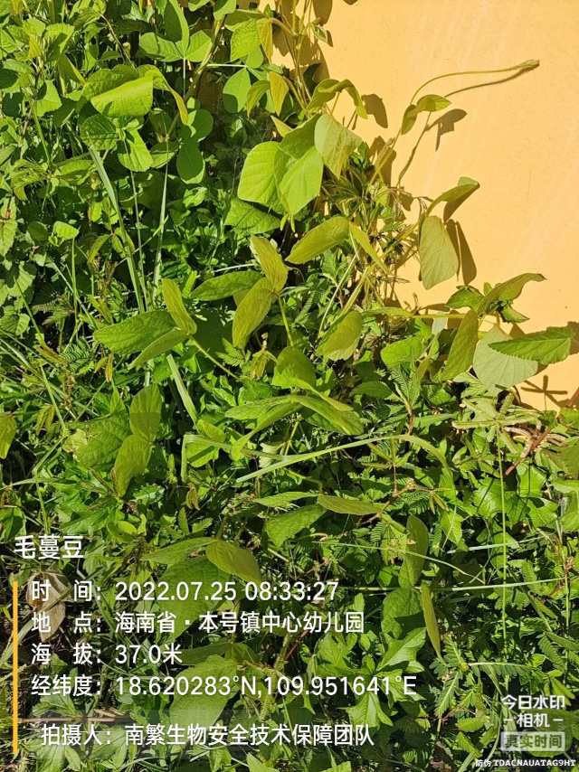 毛蔓豆