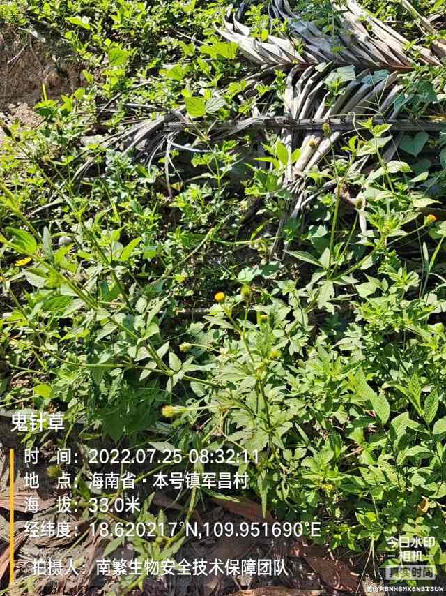 鬼针草