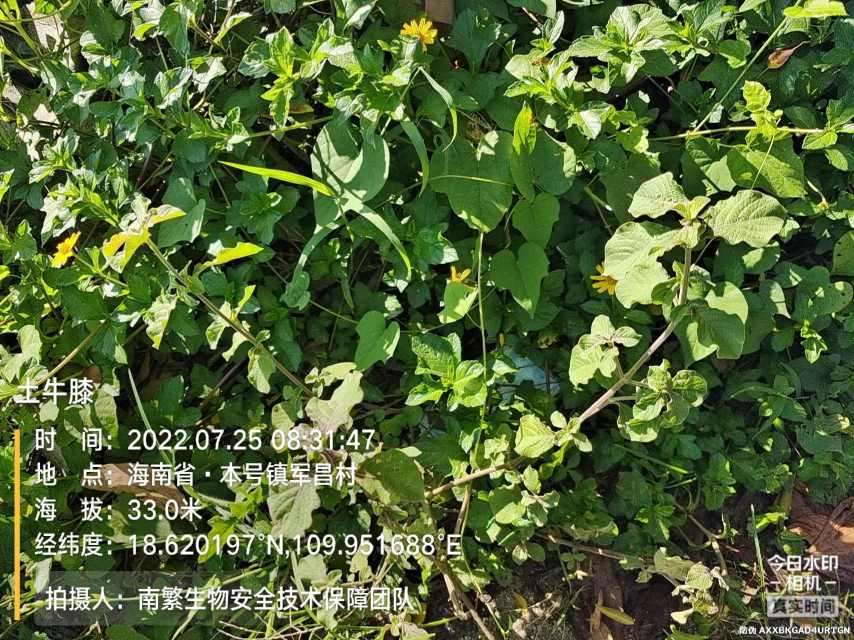 土牛膝