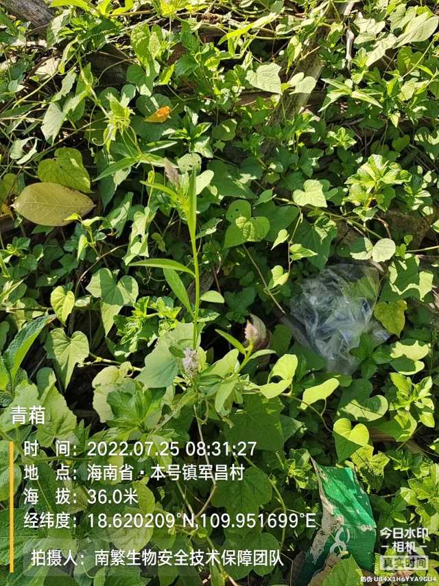 青葙
