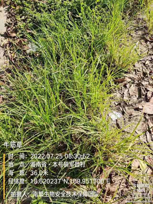牛筋草