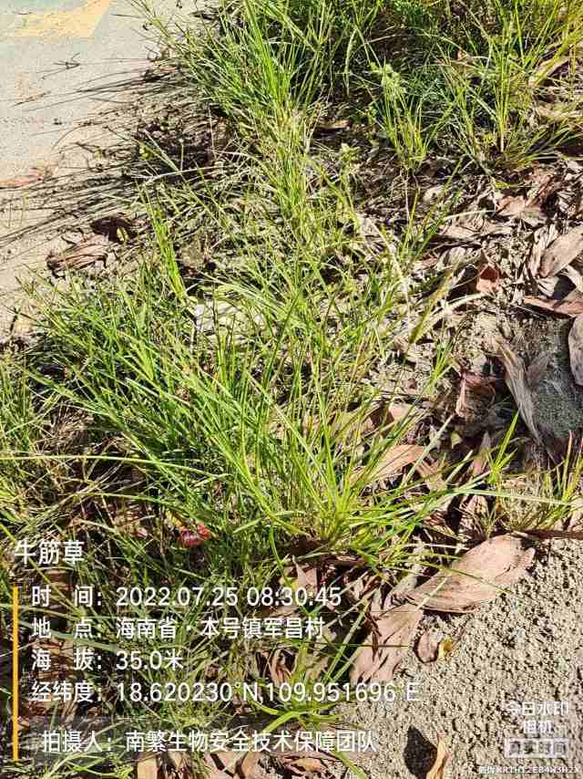 牛筋草