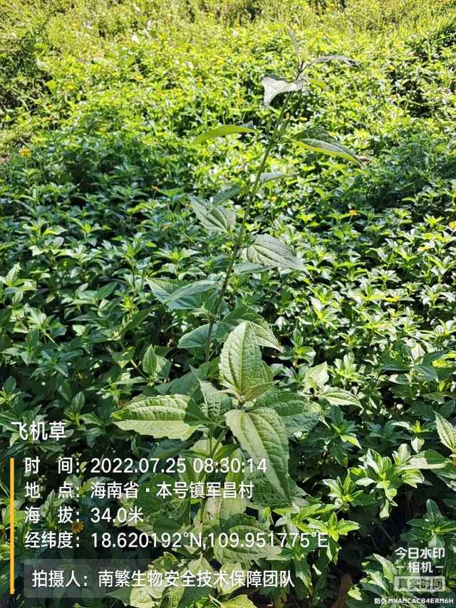 飞机草
