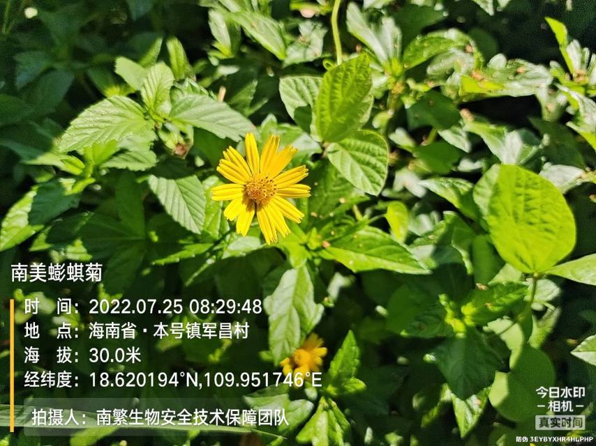 南美蟛蜞菊