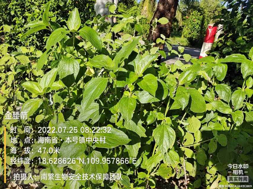 金腰箭