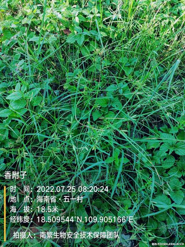 香附子