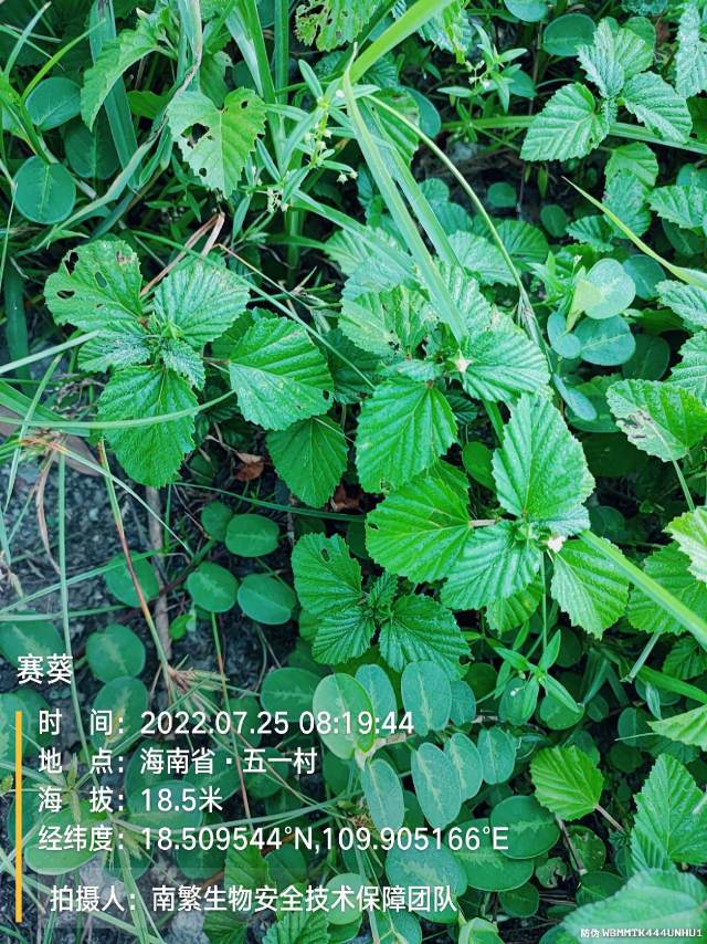 赛葵