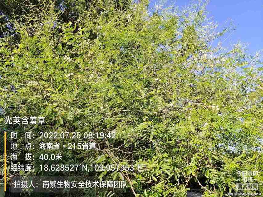 光荚含羞草