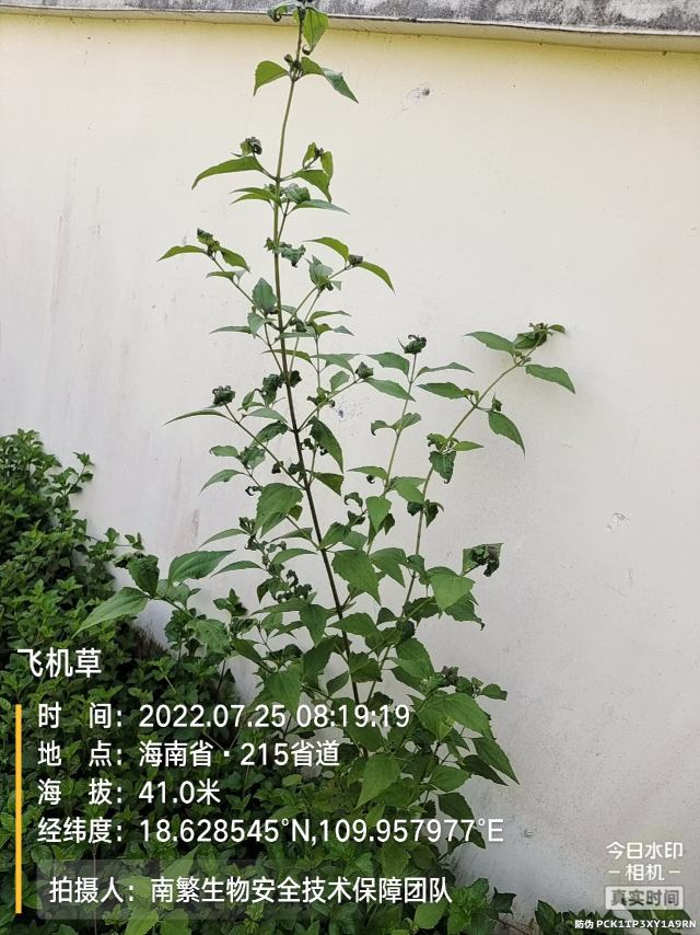 飞机草