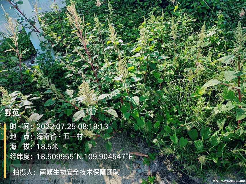 野苋