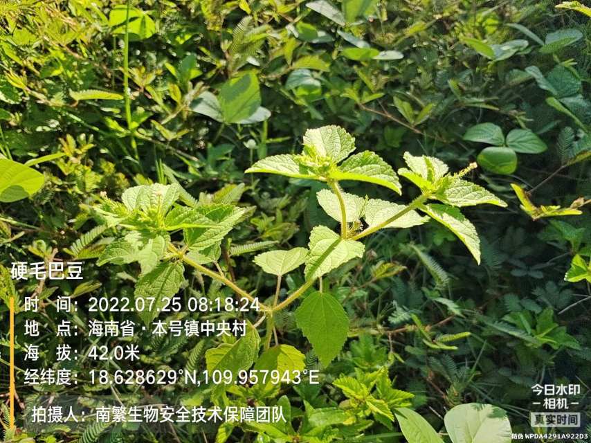 硬毛巴豆
