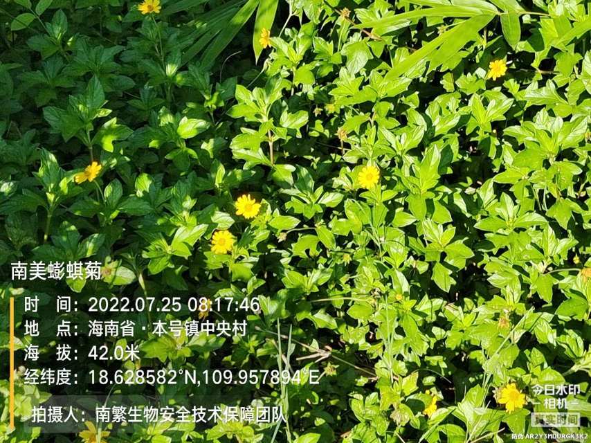 南美蟛蜞菊