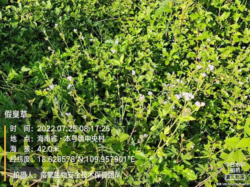 假臭草