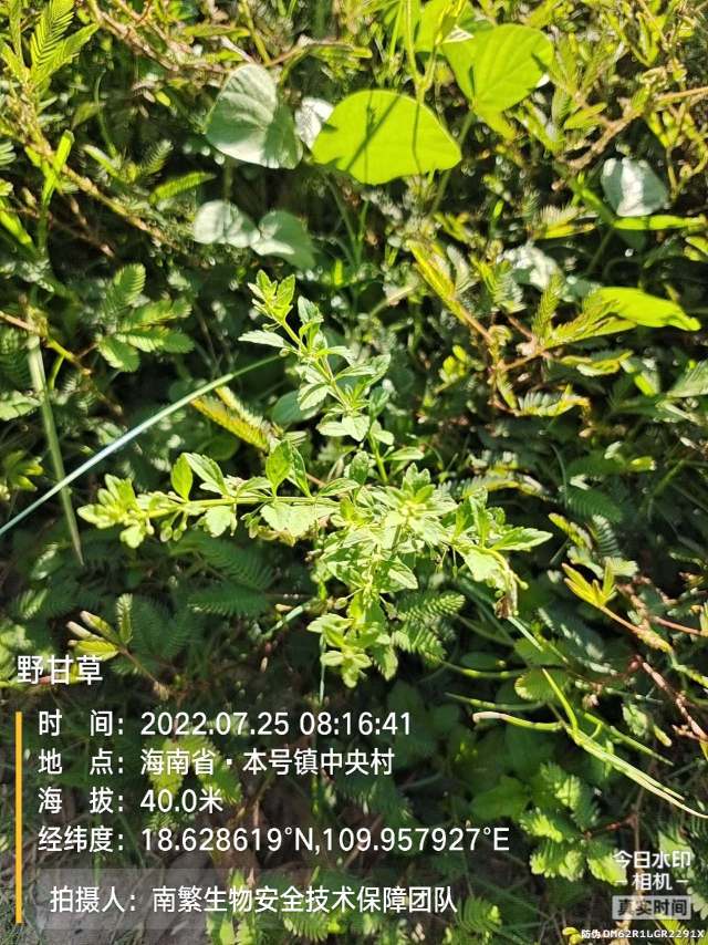 野甘草