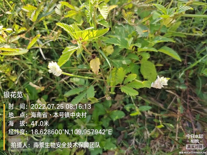 银花苋