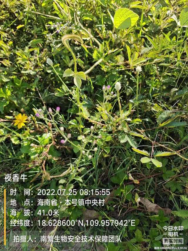 夜香牛
