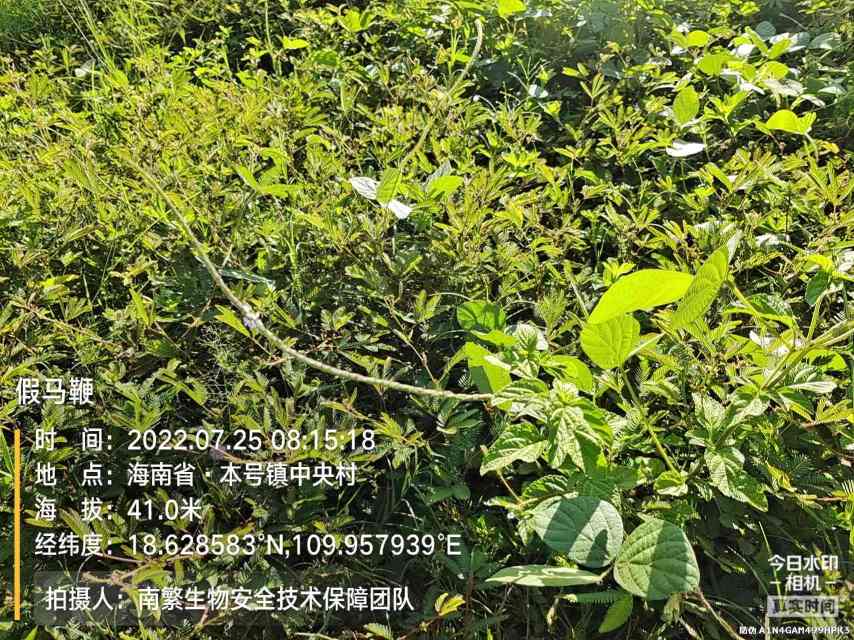 假马鞭