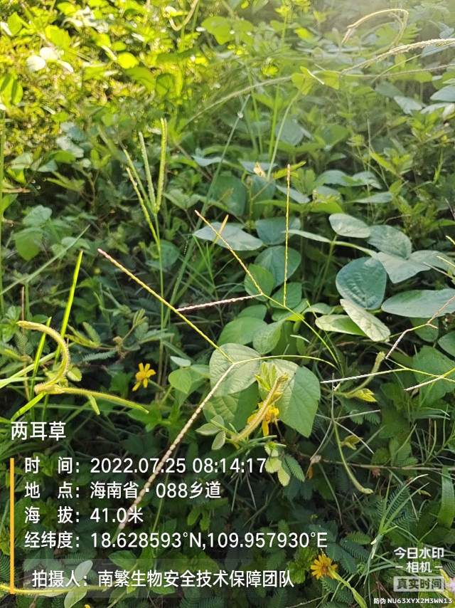 两耳草