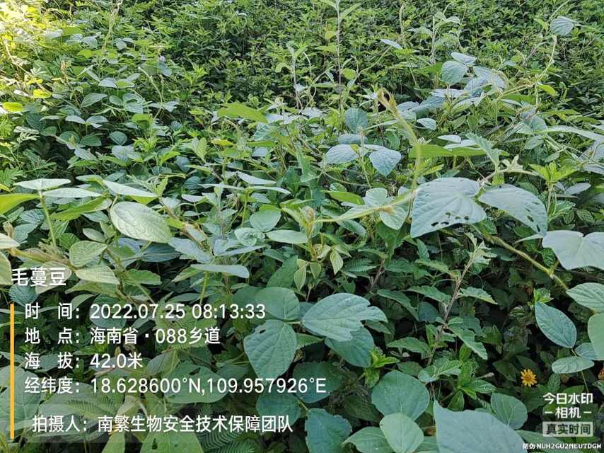 毛蔓豆