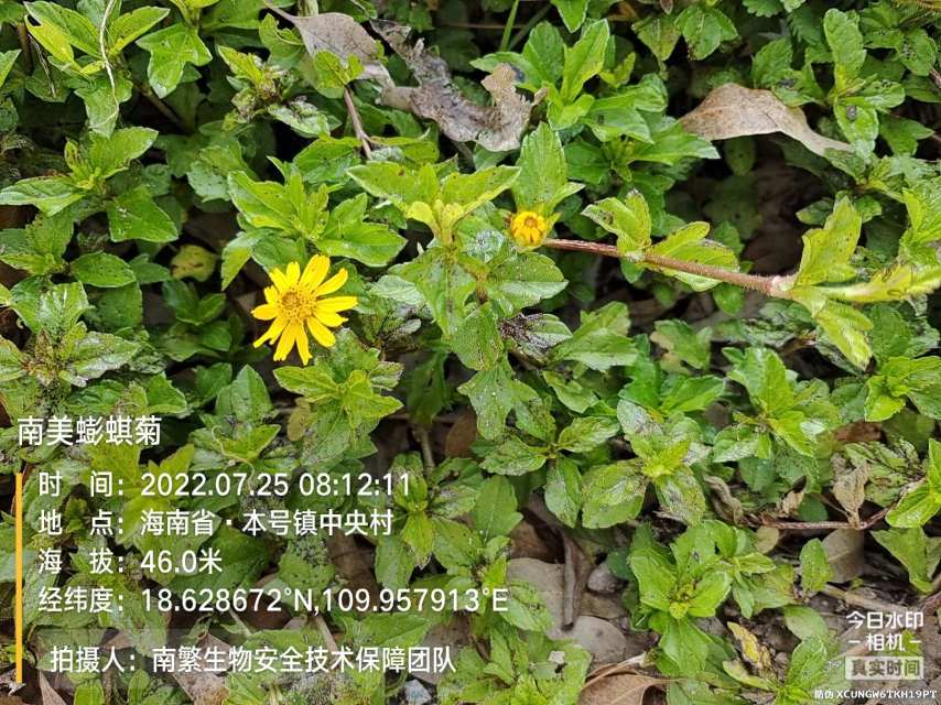 南美蟛蜞菊