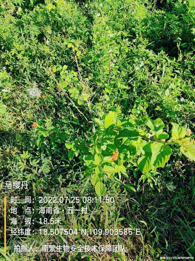马缨丹