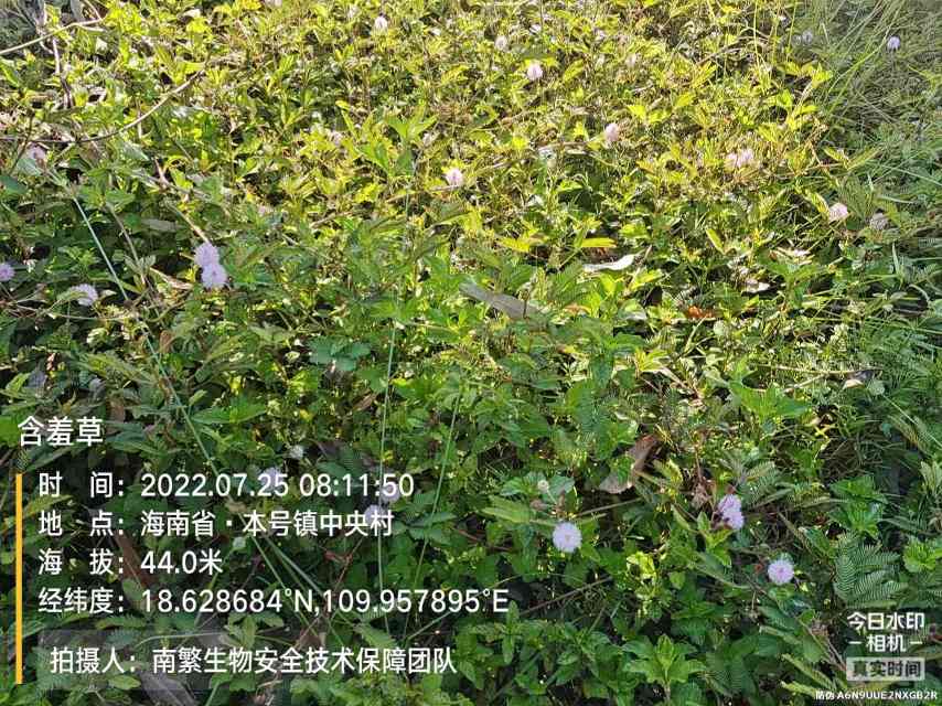 含羞草