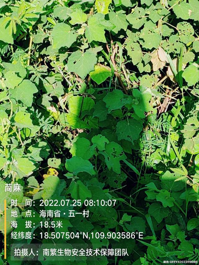苘麻