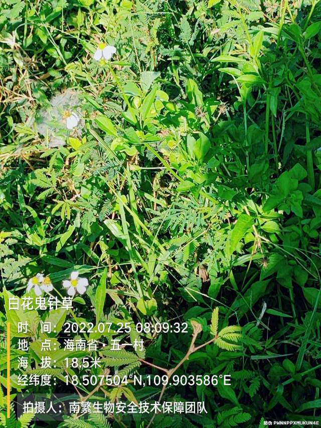 白花鬼针草