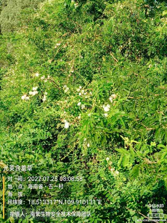 光荚含羞草