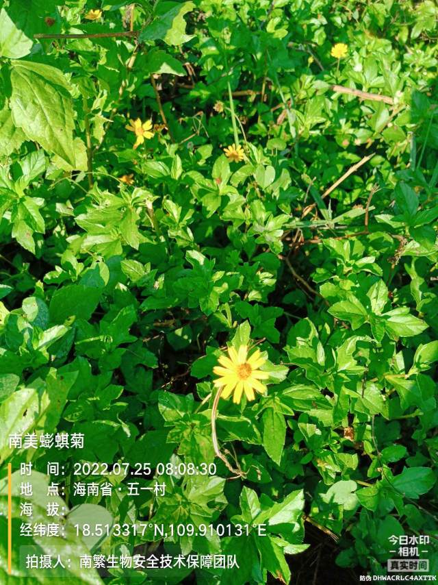 南美蟛蜞菊