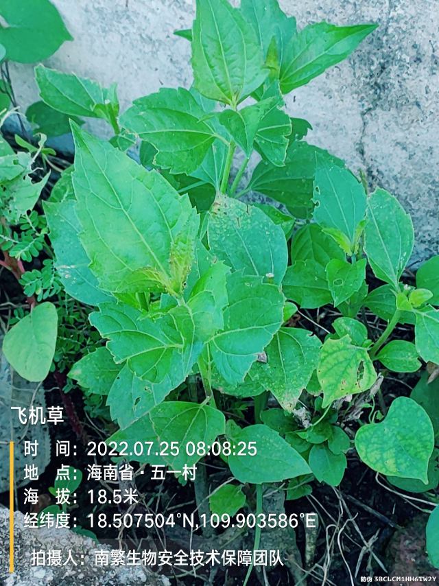 飞机草