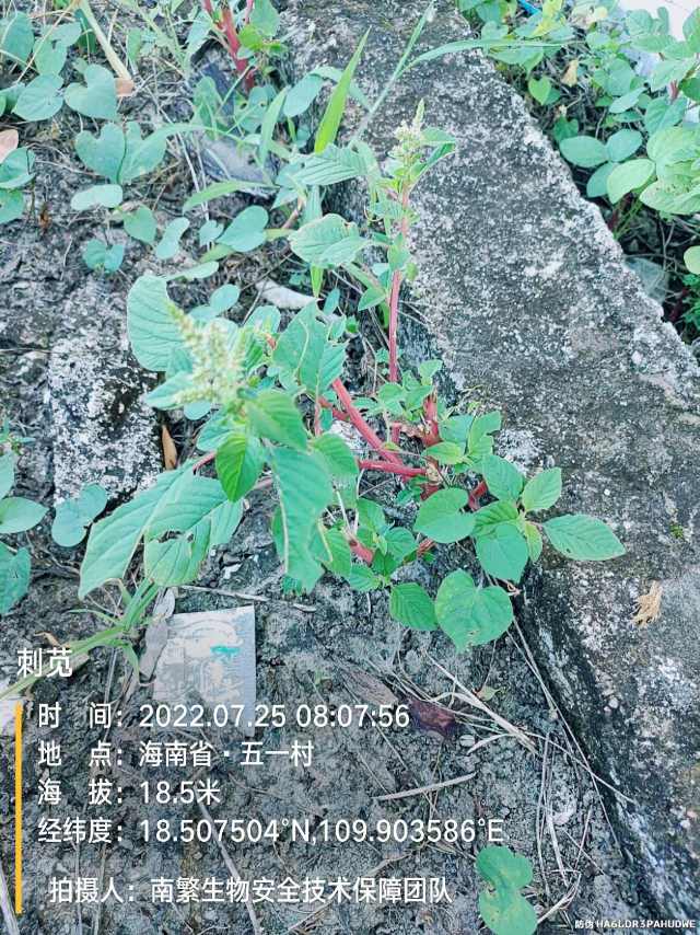 刺苋