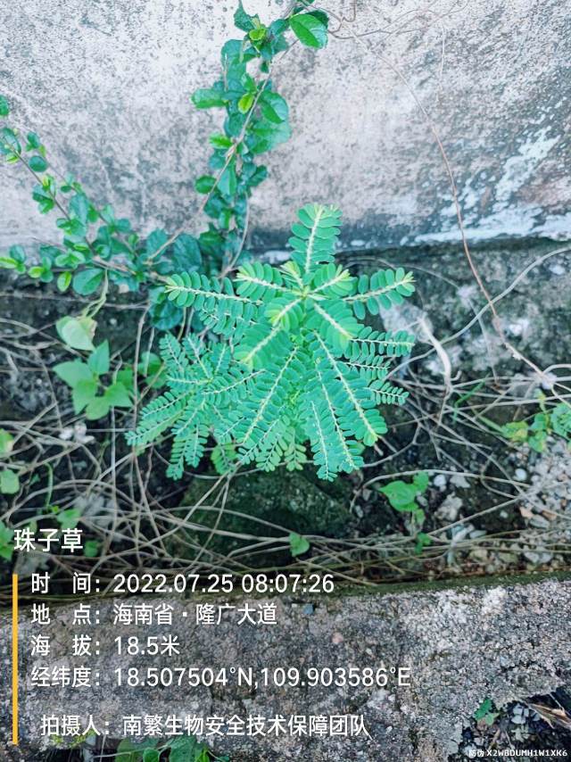 珠子草