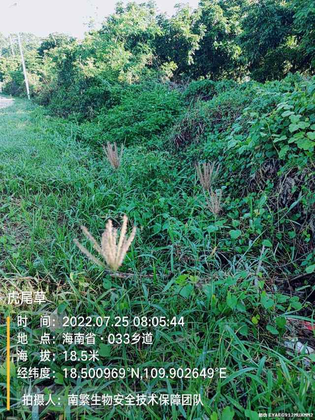 虎尾草