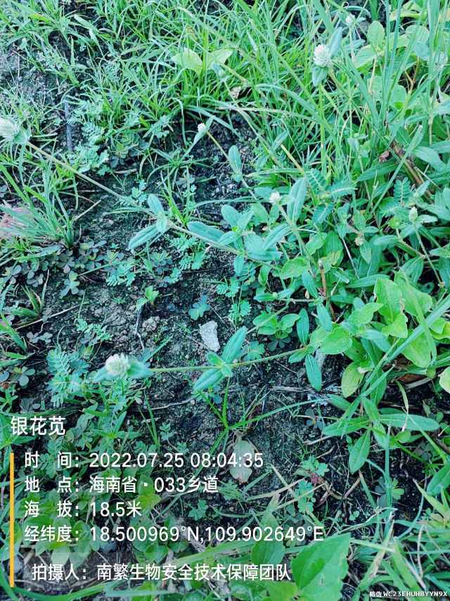银花苋