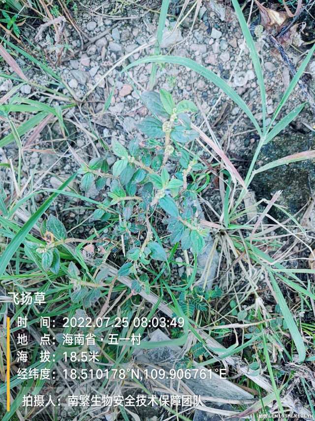 飞扬草