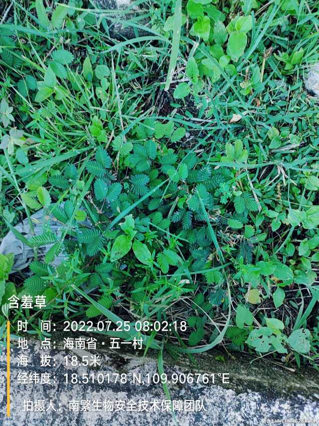 含羞草