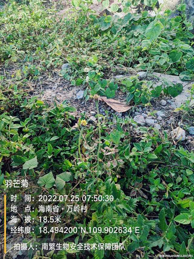 羽芒菊