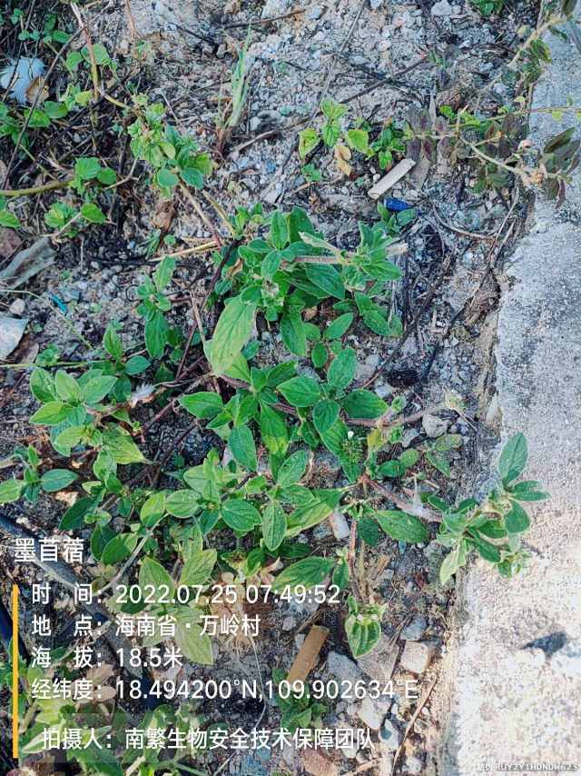 墨苜蓿