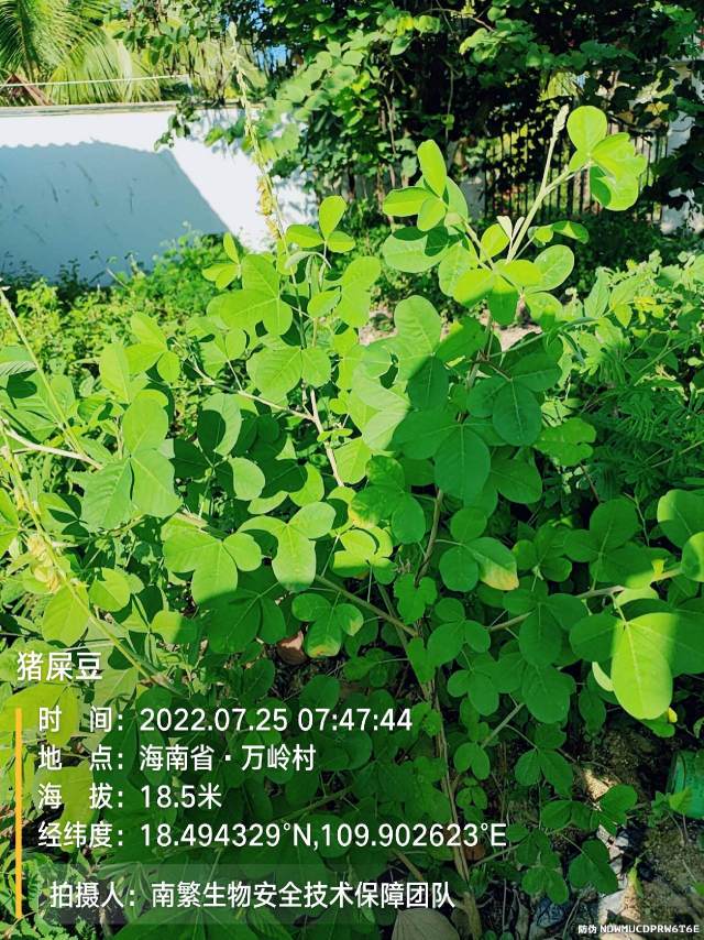 猪屎豆