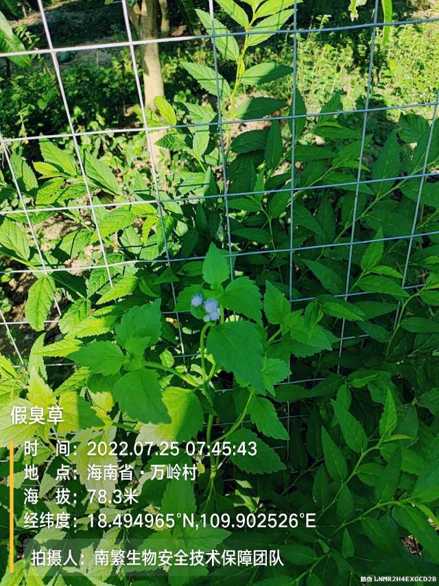 假臭草