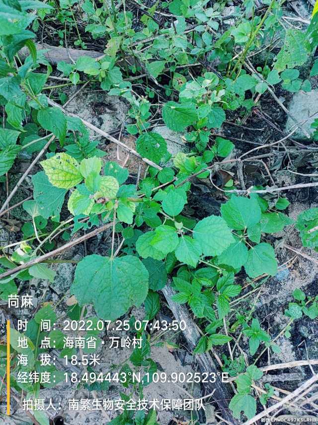 苘麻