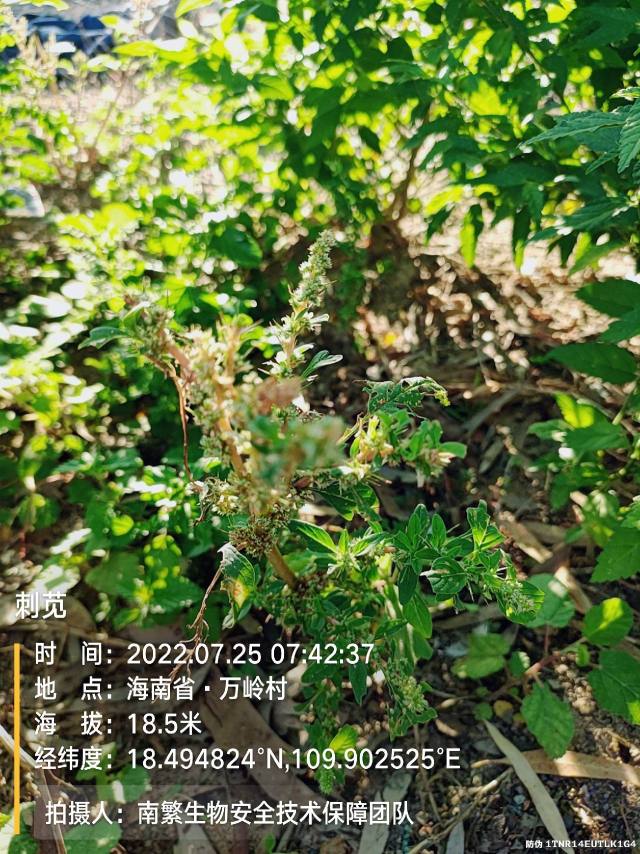 刺苋