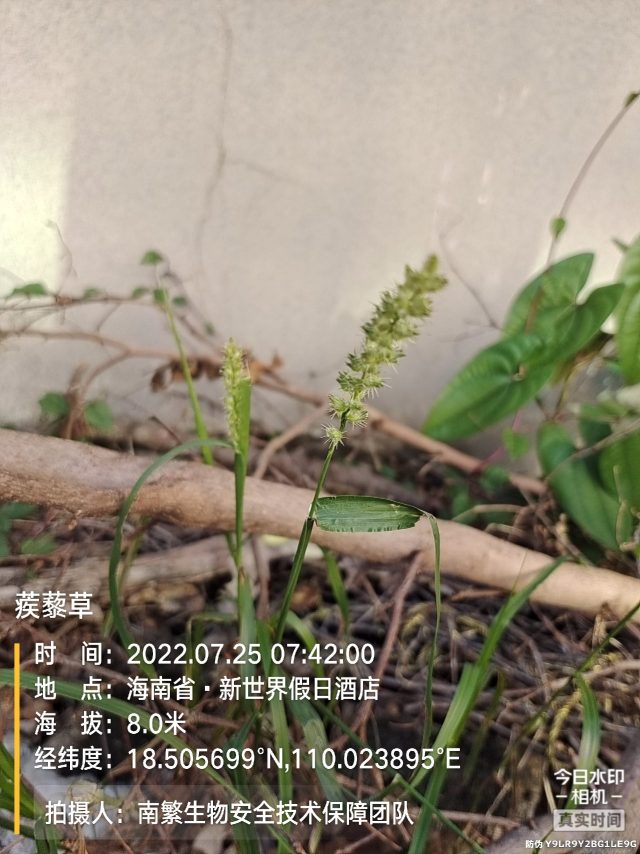 蒺藜草