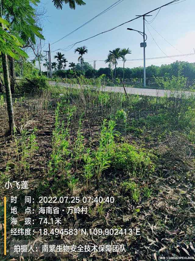 小飞蓬