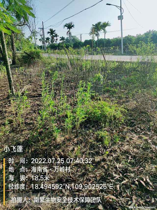 小飞蓬